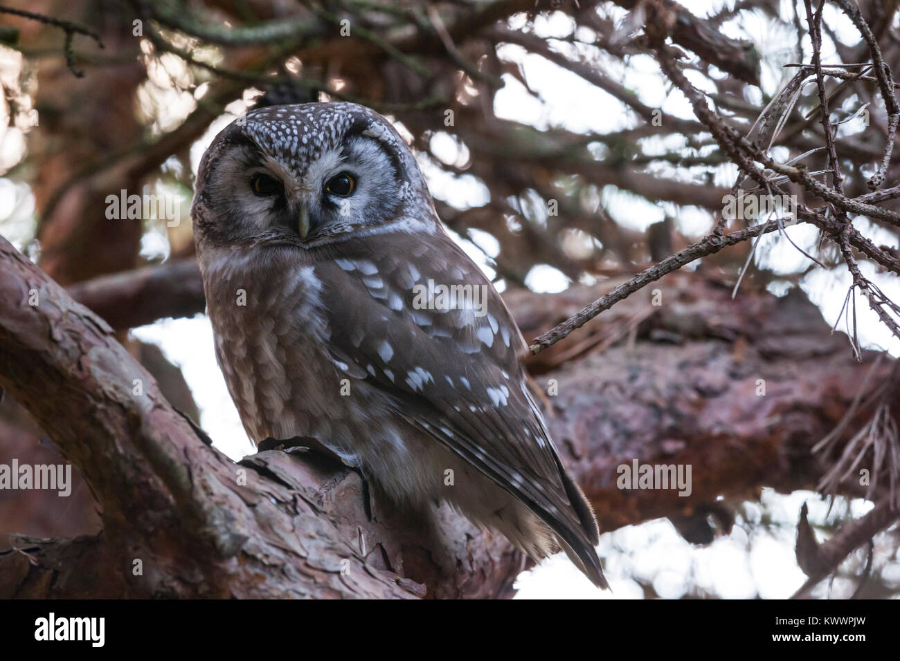 Tengmalms Owl (Aegolius funereus) in einem Baum gehockt Stockfoto