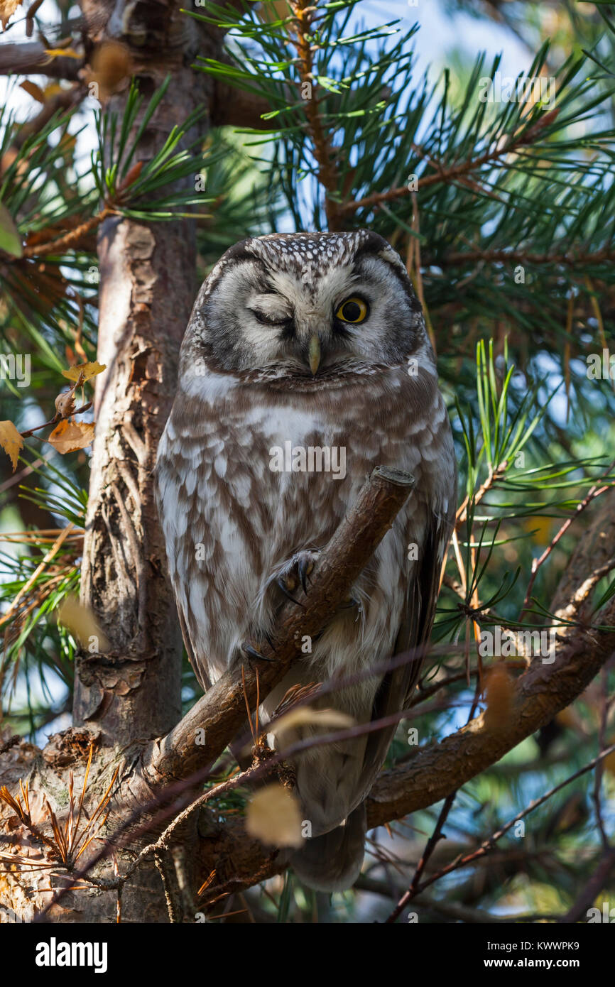 Tengmalms Owl (Aegolius funereus) in einem Baum gehockt Stockfoto