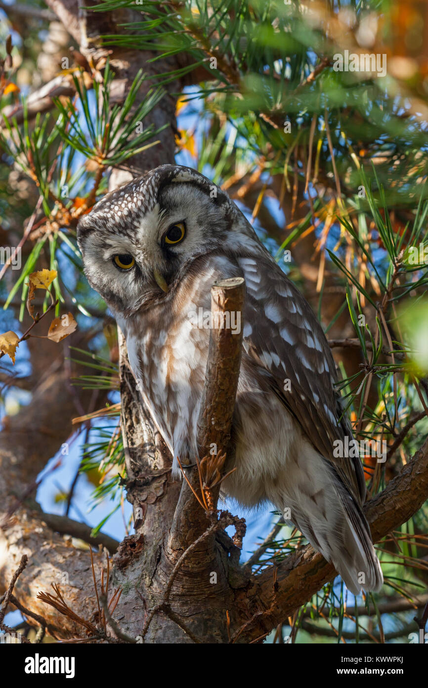 Tengmalms Owl (Aegolius funereus) in einem Baum gehockt Stockfoto