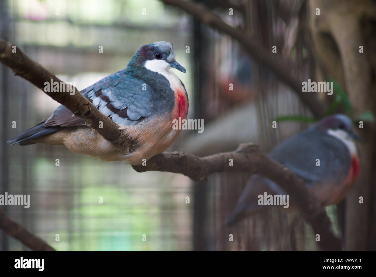 kleine vögel mit roter brust
