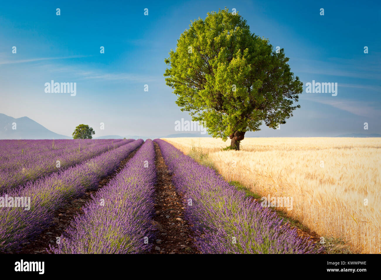 Bunte Lavendel- und Weizenfeldern auf dem Plateau von Valensole, Provence, Frankreich Stockfoto