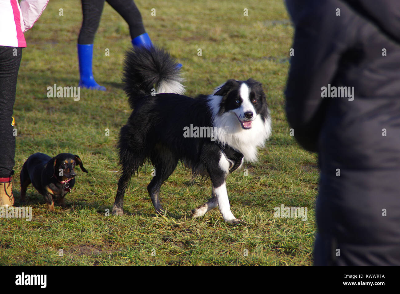 Zwei Hunde laufen auf Gras. Gerne Freunde - Border Collie und Dackel auf der Wiese. Stockfoto