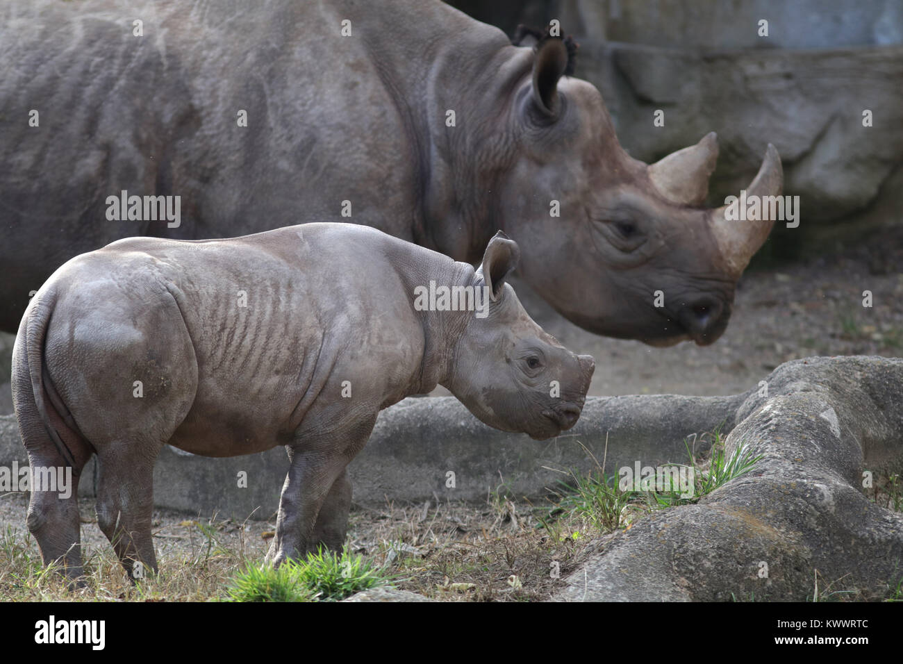 Schwarzes Nashorn Mutter und Baby an der Cincinnati Zoo Stockfoto