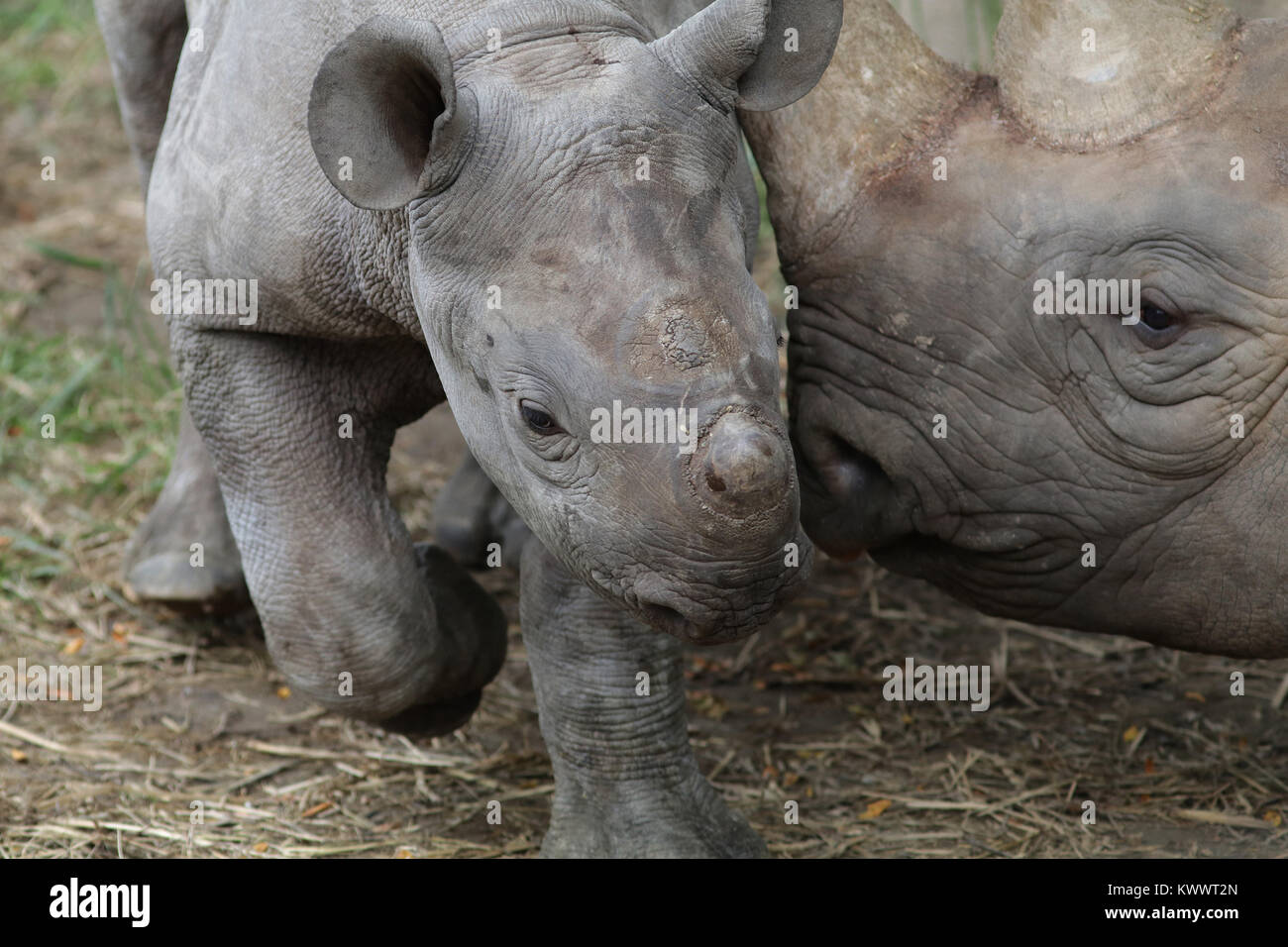 Schwarzes Nashorn Mutter und Baby an der Cincinnati Zoo Stockfoto