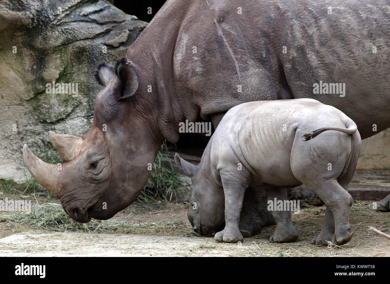 Schwarzes Nashorn Mutter und Baby an der Cincinnati Zoo Stockfoto