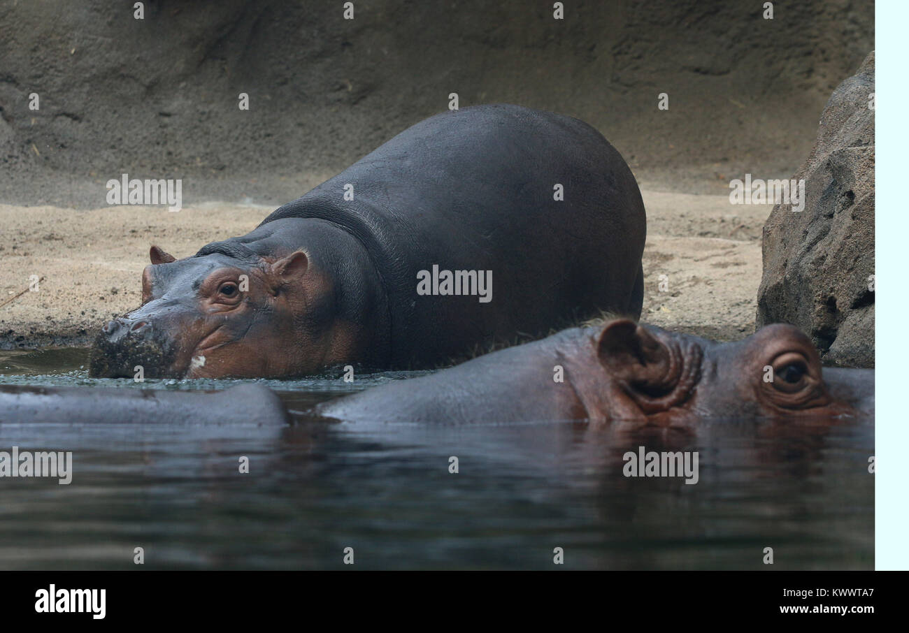 Baby hippo Fiona mit Mutter in Cincinnati Zoo Stockfoto