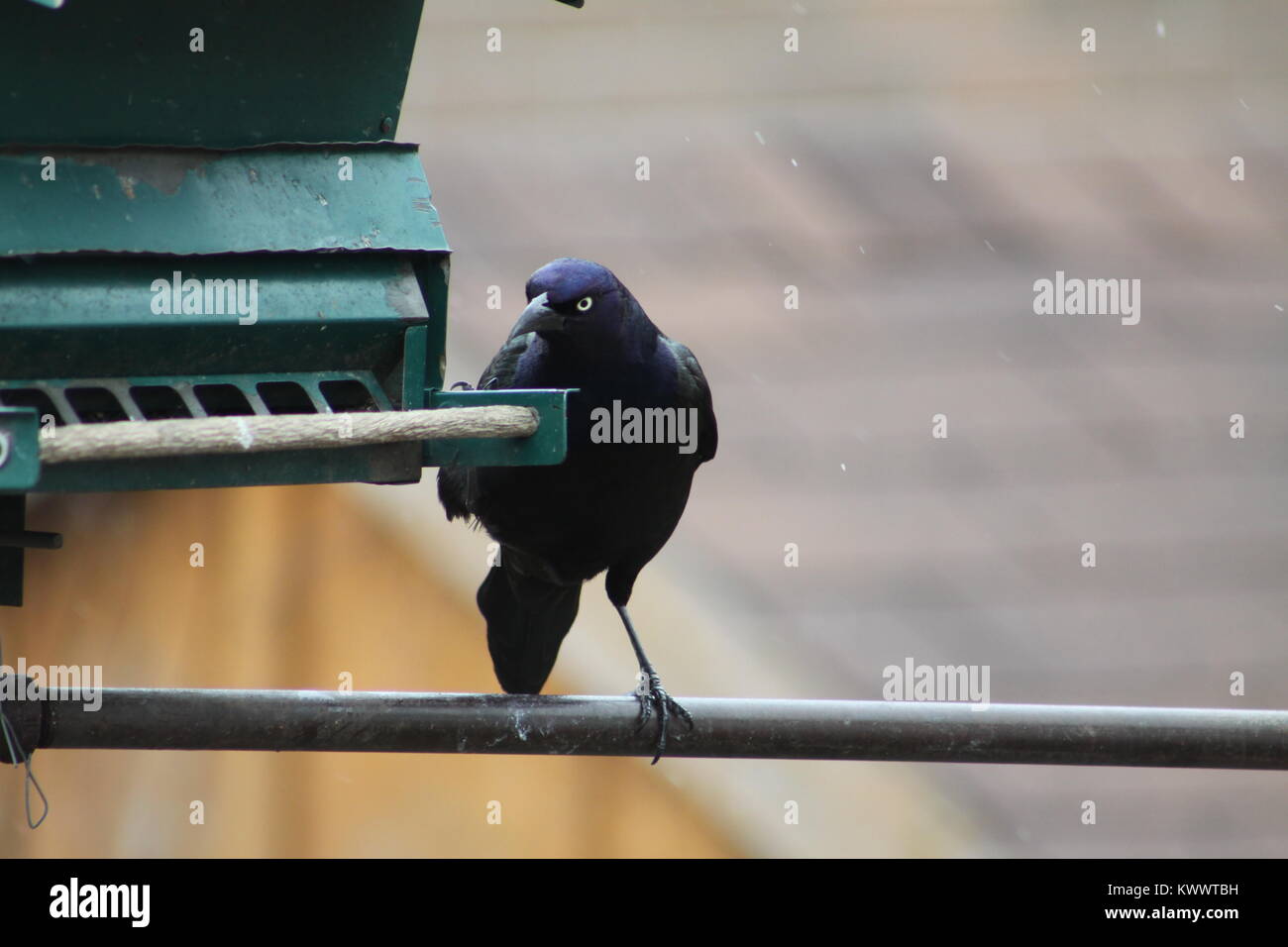 Die gemeinsame Grackle - Quiscalus quiscula, auf eine Zuführung Stützarm. Stockfoto