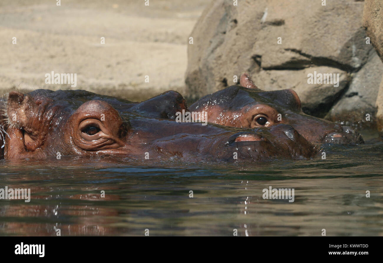 Baby hippo Fiona mit Mutter in Cincinnati Zoo Stockfoto