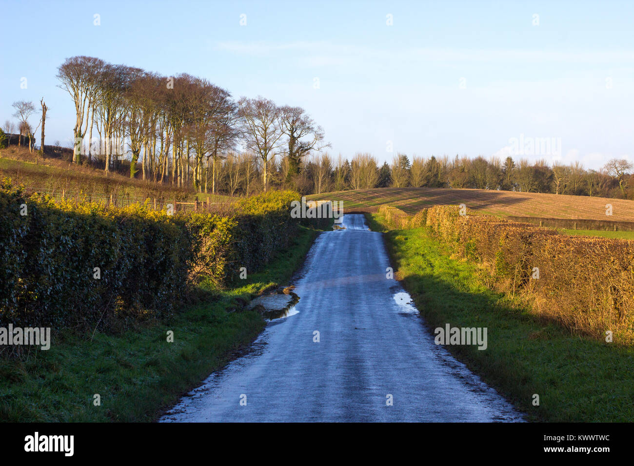 Ein nasser Asphalt Landstraße in Nordirland in die Ferne und flankiert auf beiden Seiten von getrimmte Hecken Weißdorn Stockfoto