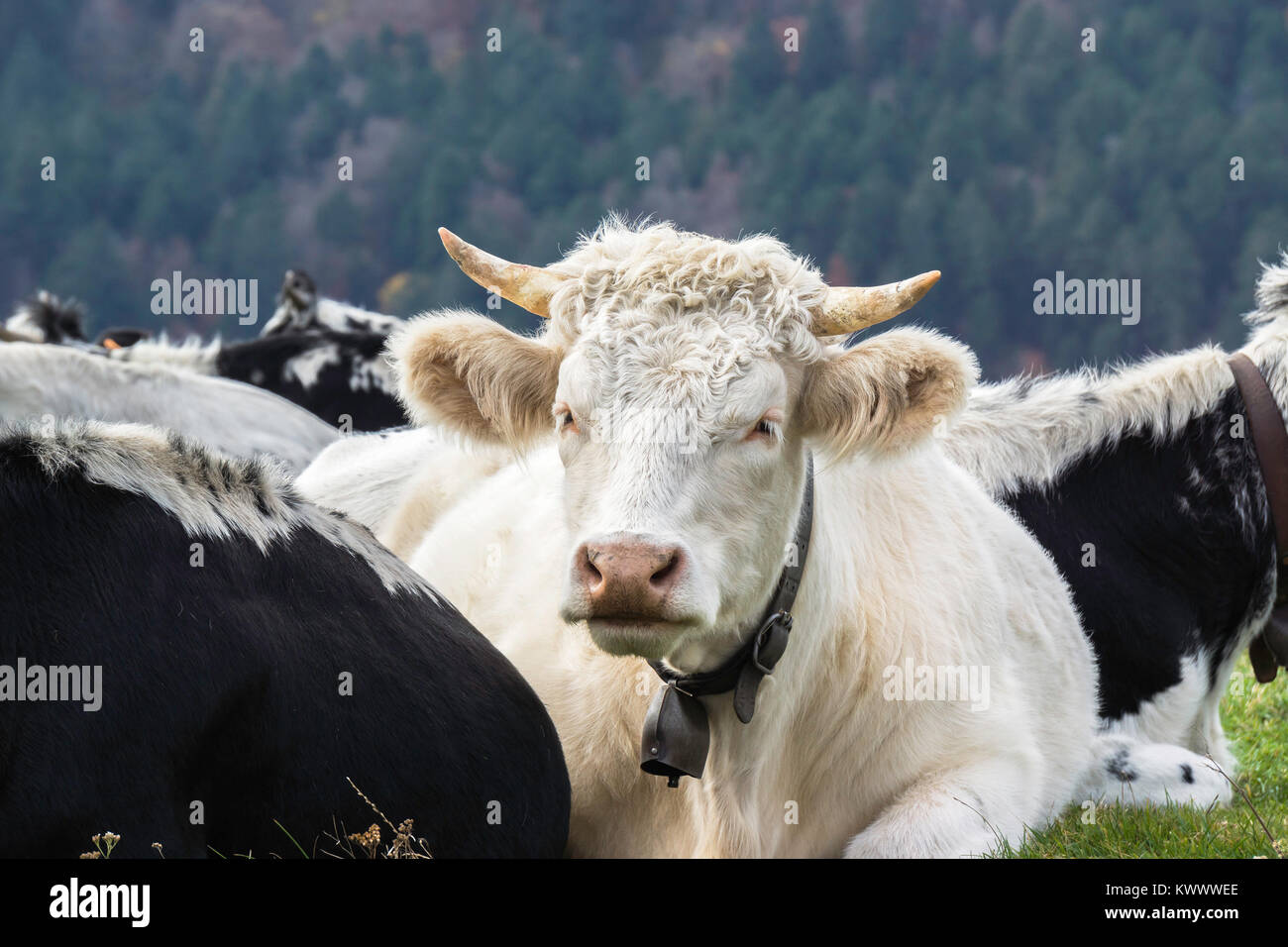Porträt eines weißen Charolais gehörnten Liegende Kuh auf einer Wiese mit dem Rest der Herde, Vogesen, Frankreich. Stockfoto