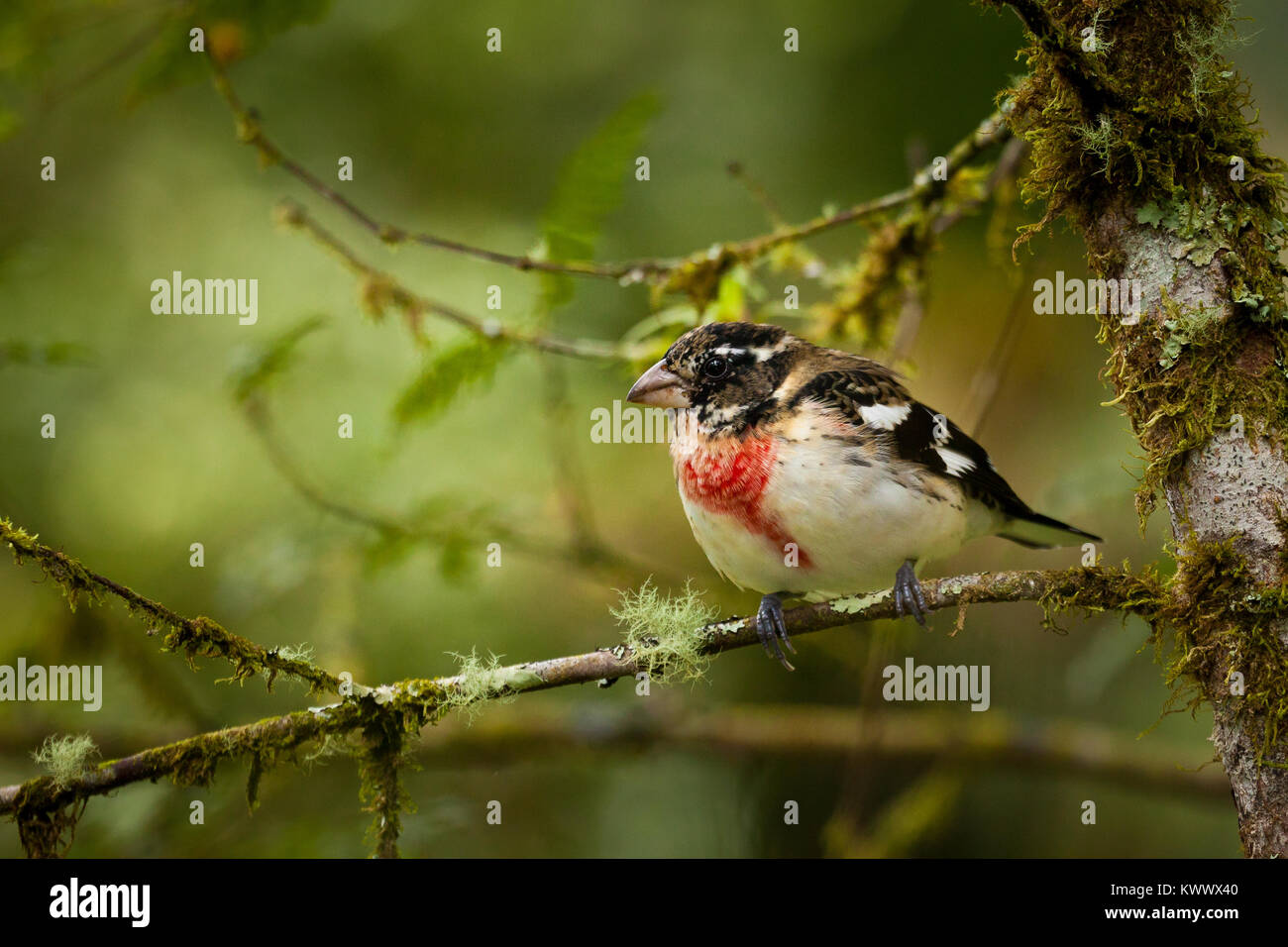 Rose – Breasted Kernbeißer, sci.name; Pheucticus sich in La Amistad Nationalpark, Chiriqui Provinz, Republik von Panama. Stockfoto