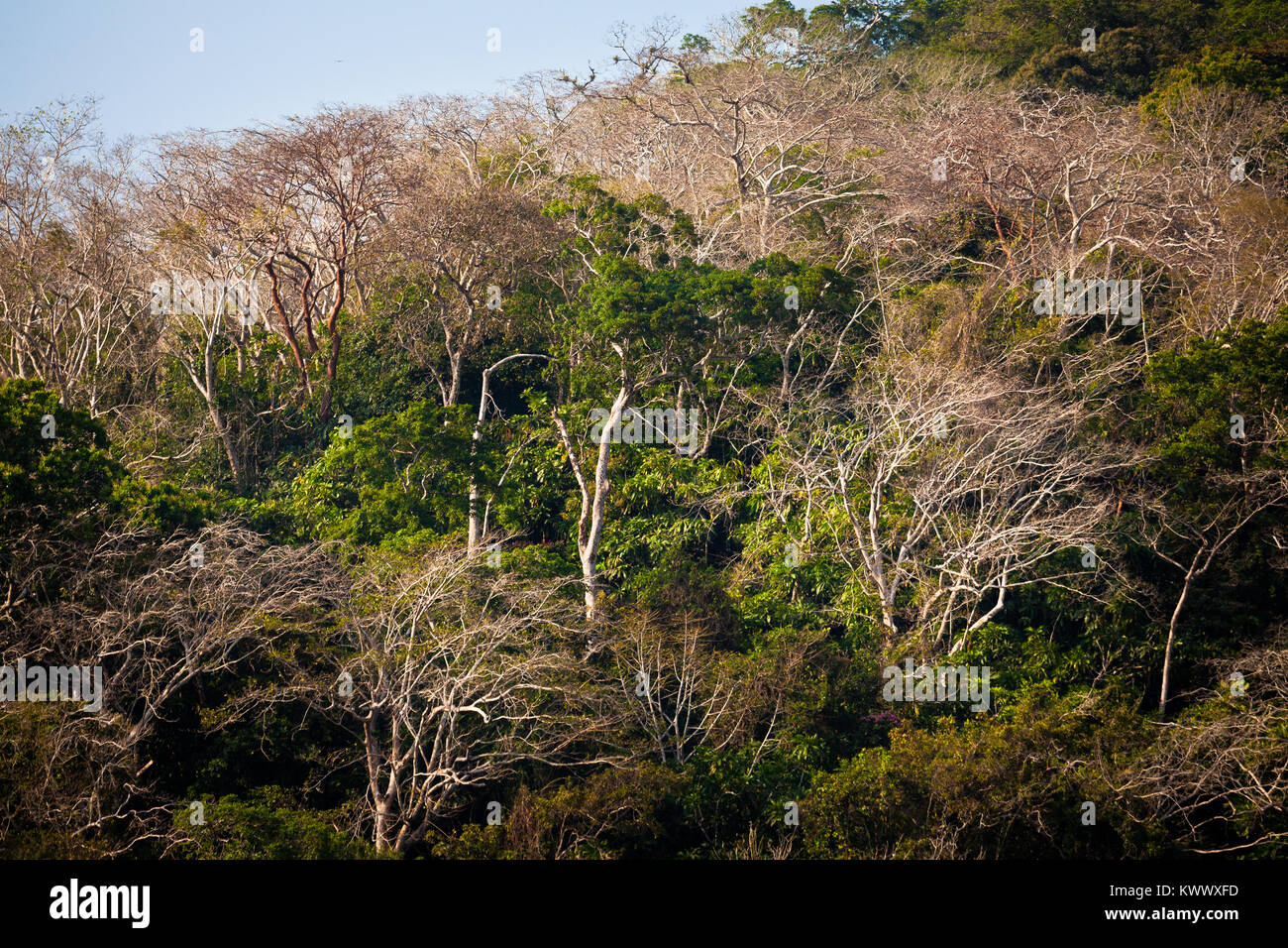 Regenwald auf der Westseite des Lago Gatun (See), Provinz Panama, Republik von Panama. Stockfoto