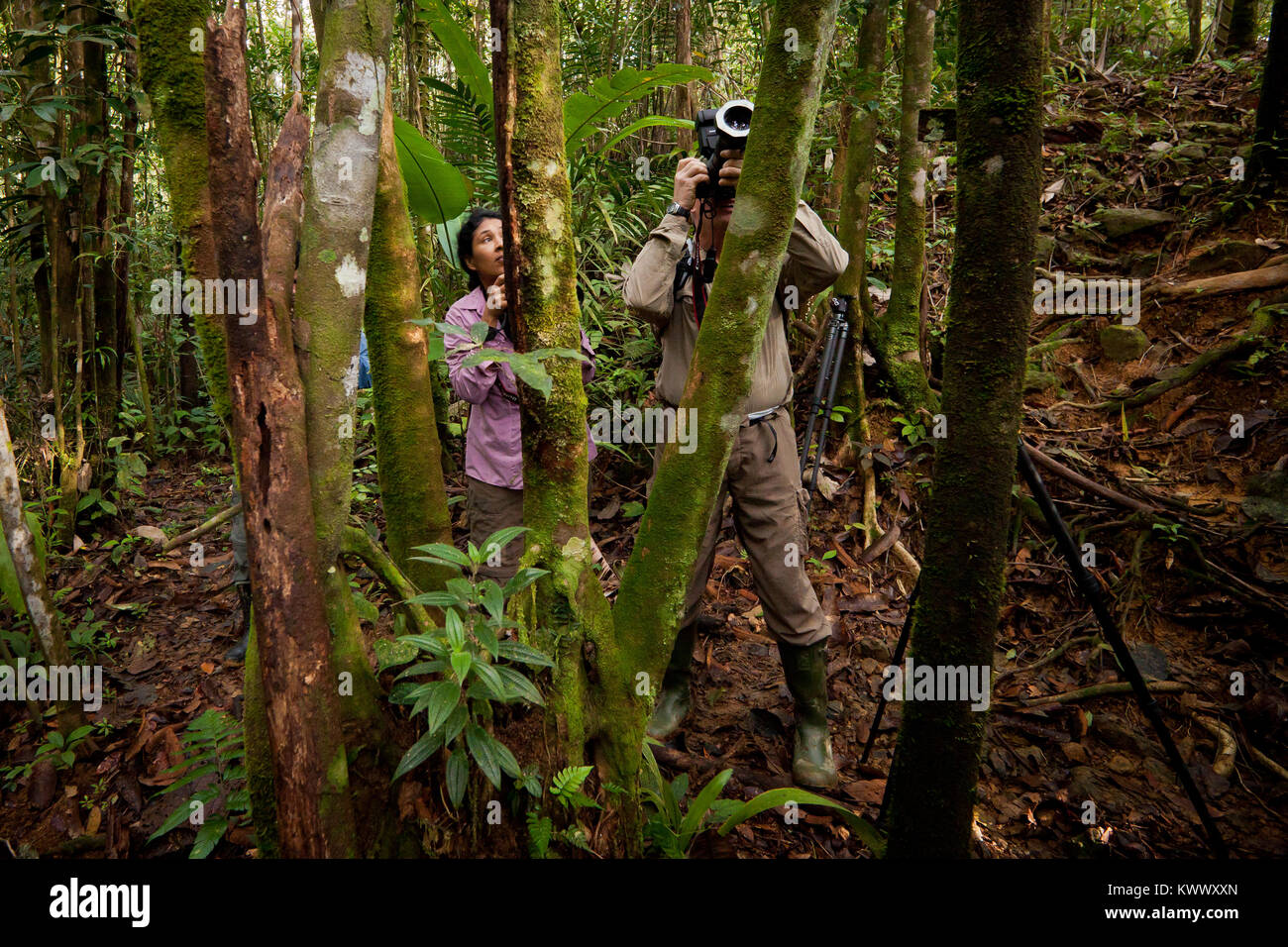 Naturfotografen bei der Arbeit im Regenwald in der Nähe von Burbayar Lodge, Republik Panama. Stockfoto