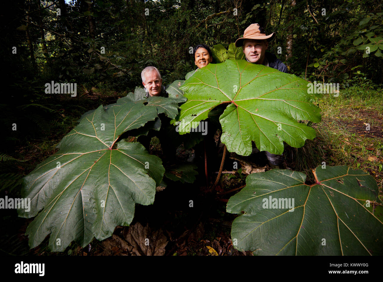 Große Blätter in La Amistad mitgliedstats Park, Provinz Chiriqui, Republik Panama. Stockfoto