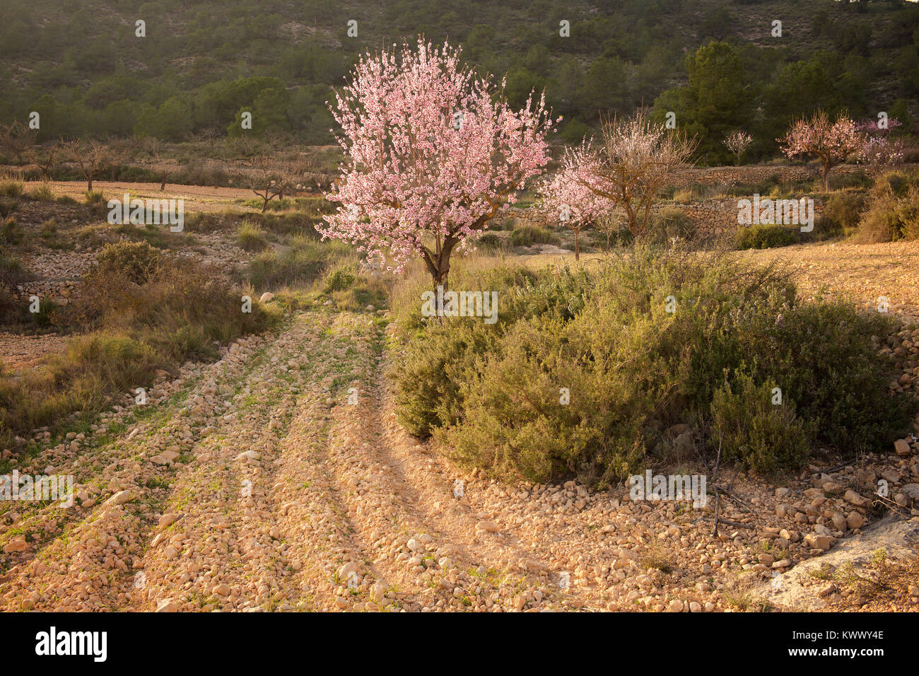 Mandelbaum in der Blüte Stockfoto