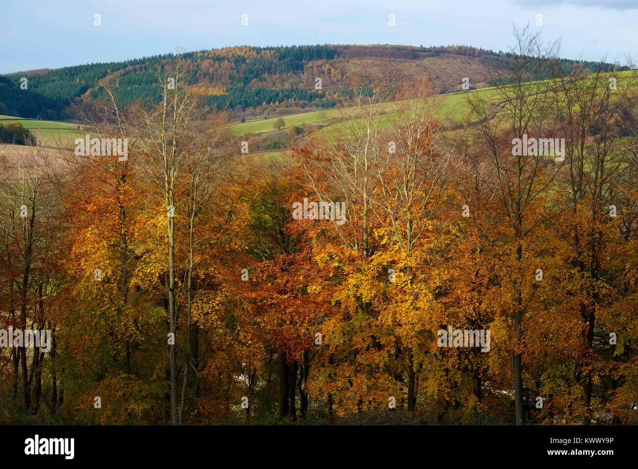 Bury Gräben Eisenzeit Hill fort von Clunton Niederwald, in der Nähe von Clunton, Shropshire, England, UK gesehen Stockfoto
