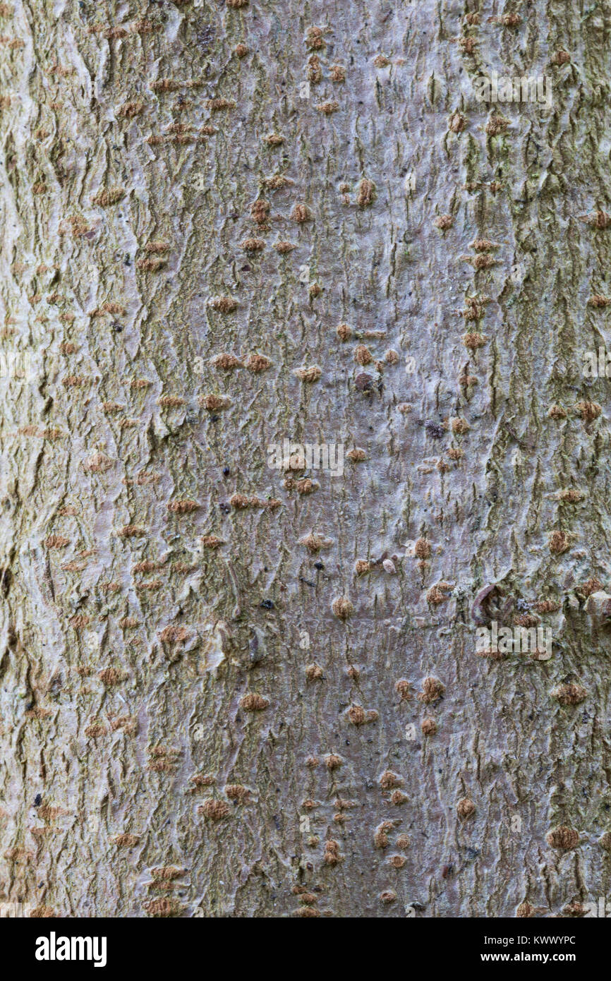 Feld-Ahorn, Feldahorn, Rinde, Borke, Stamm, Baumstamm, Ahorn, Acer campestre, Feld Ahorn, Hedge Ahorn, Rinde, Rinde, Stamm, Stamm, Erable champêtre Stockfoto