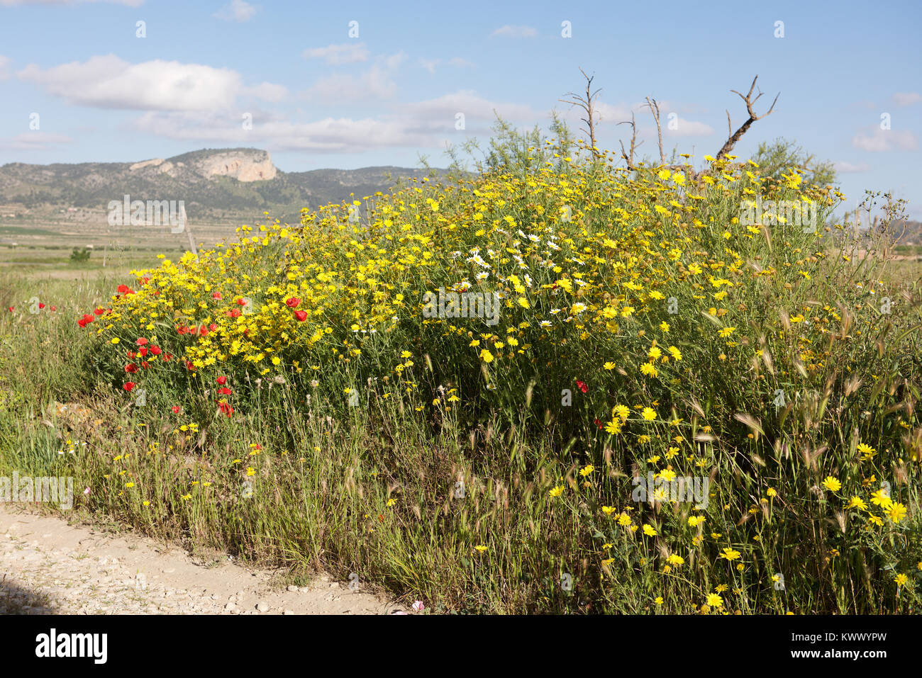 Blumen und Pflanzen in der Landschaft Stockfoto
