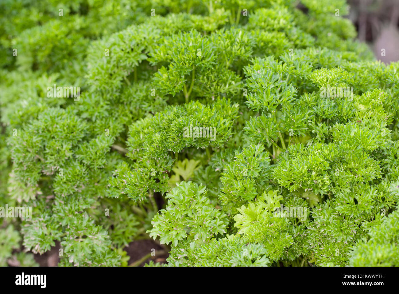 Petersilie, Blatt-Petersilie, Blattpetersilie, 'Mooskrause', Petroselinum crispum, Syn. Petroselinum sativum, Petersilie, Garten Petersilie Stockfoto