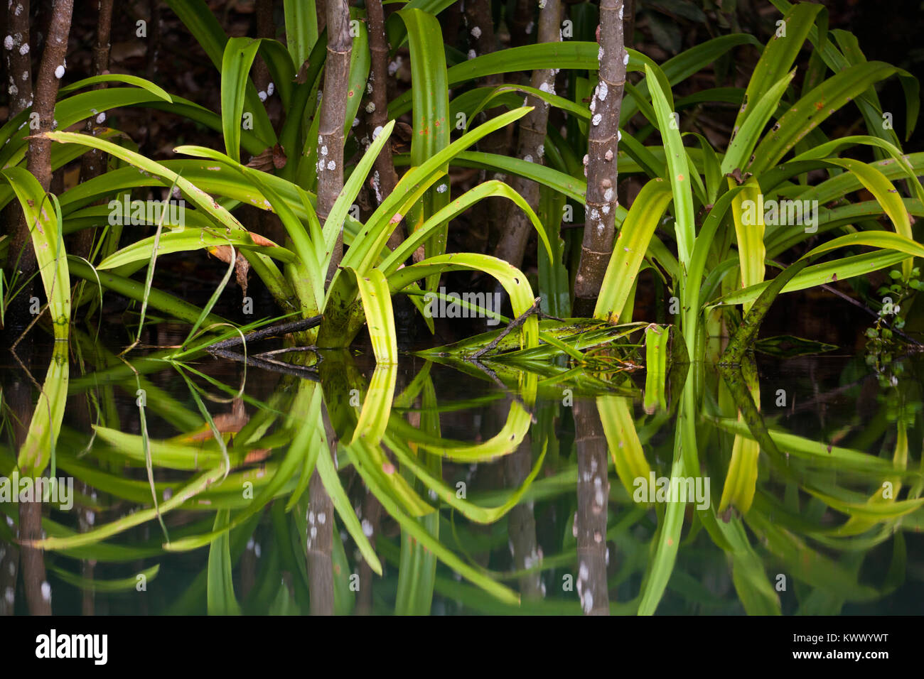 Wasserpflanzen und Reflektion am See von Gatun See, Republik Panama. Stockfoto