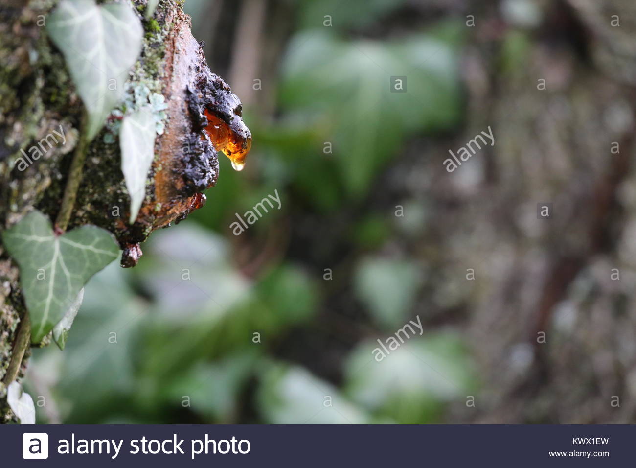 Sap-Austritt von einem kranken Kirschbaum in Ivy in einem bayerischen Garten abgedeckt Stockfoto