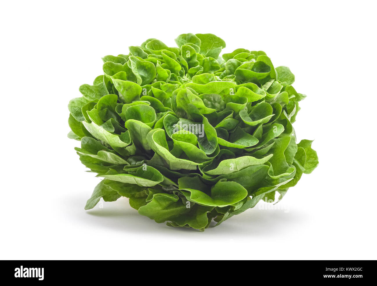 Raw Lamm salat Kopf studio isoliert Stockfoto