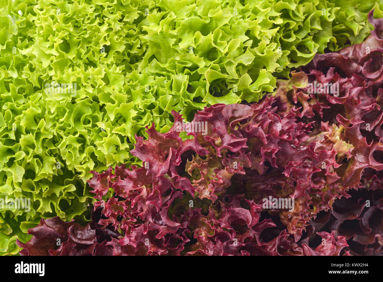 Grün und Rot Salat mix closeup Stockfoto