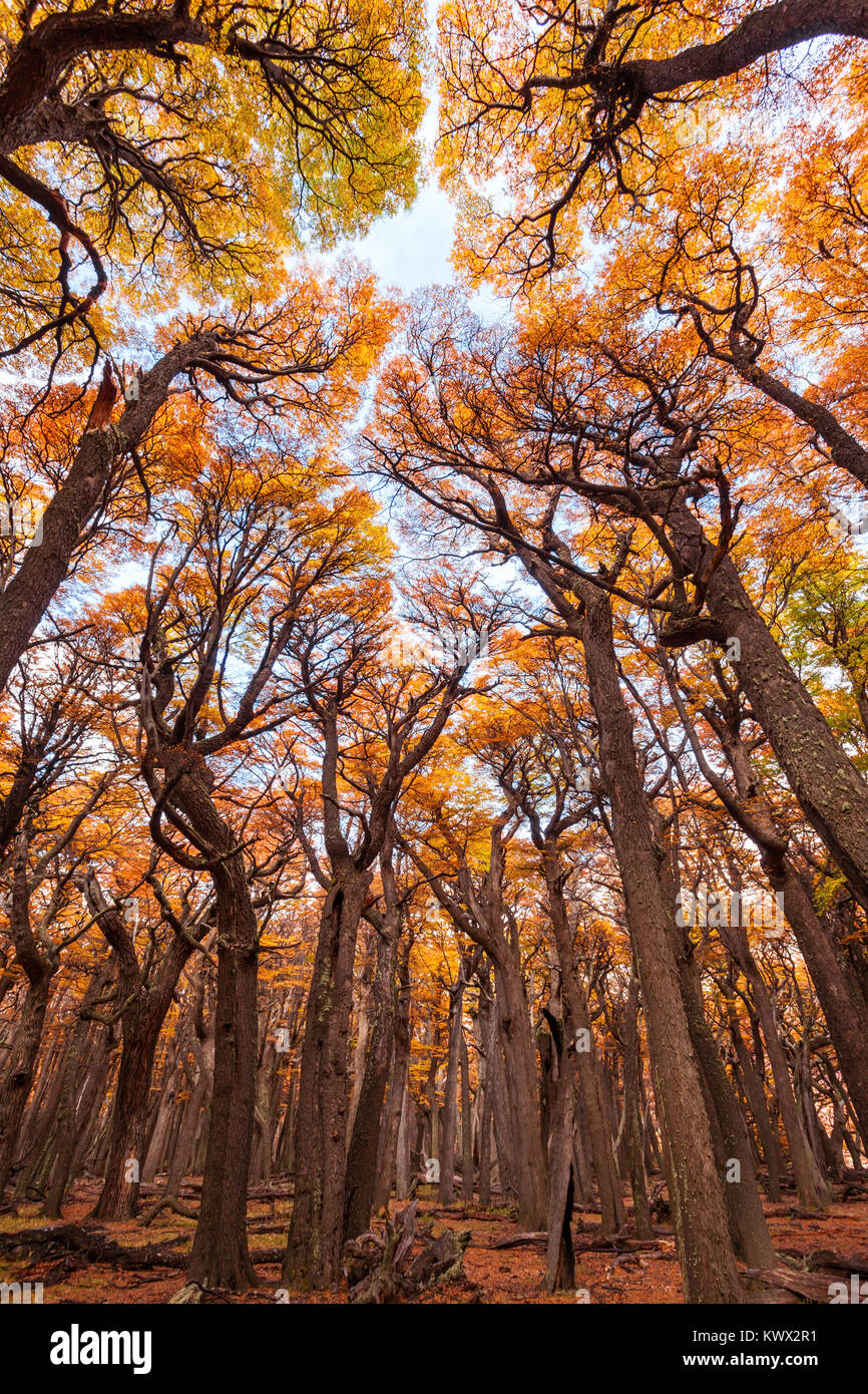 Indian summer Wald in der Nähe des Fitz Roy im Herbst. Fitz Roy ist ein Berg in der Nähe von El Chalten, in Patagonien auf der Grenze zwischen Chile und Argentinien. Stockfoto