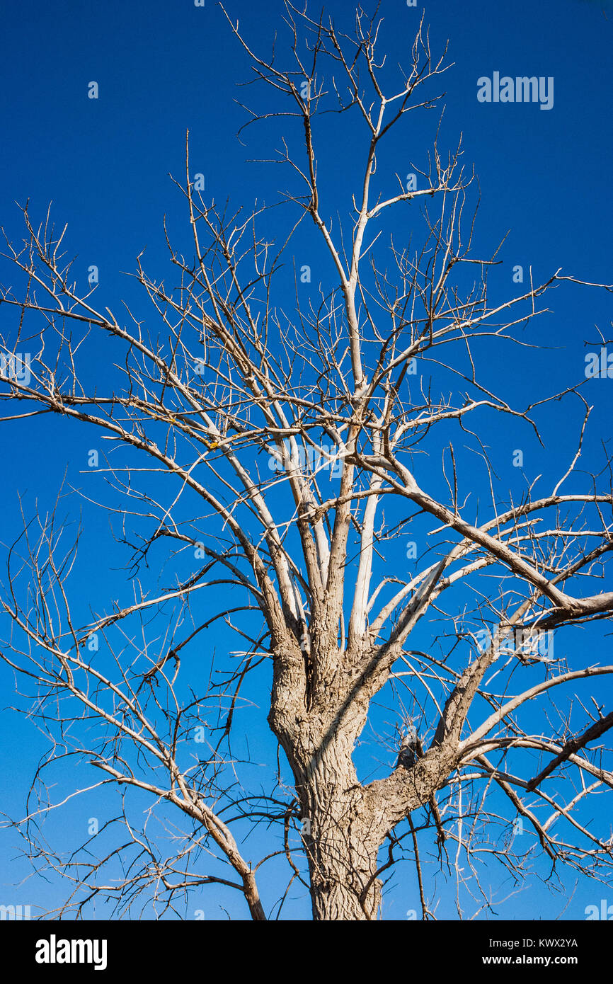 Ein trockener Baum ohne Blätter über einen blauen Himmel, Conca-tal, Italien Stockfoto