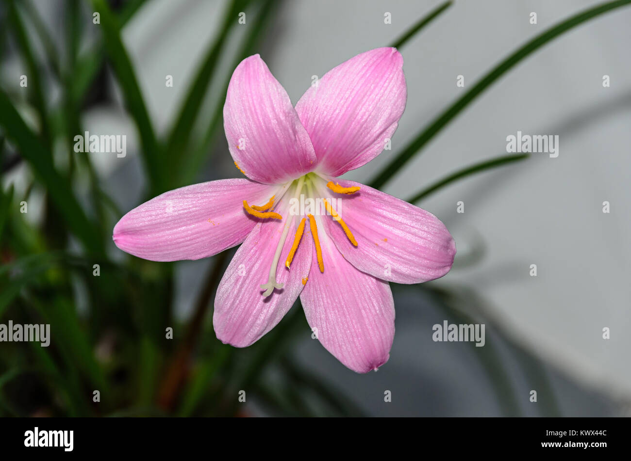Rosa-violett Zephyranthes Blume, Nahaufnahme, isoliert. Allgemeine Namen für Arten in dieser Gattung gehören Märchen, rainflower, Zephyr und regen Lily. Stockfoto