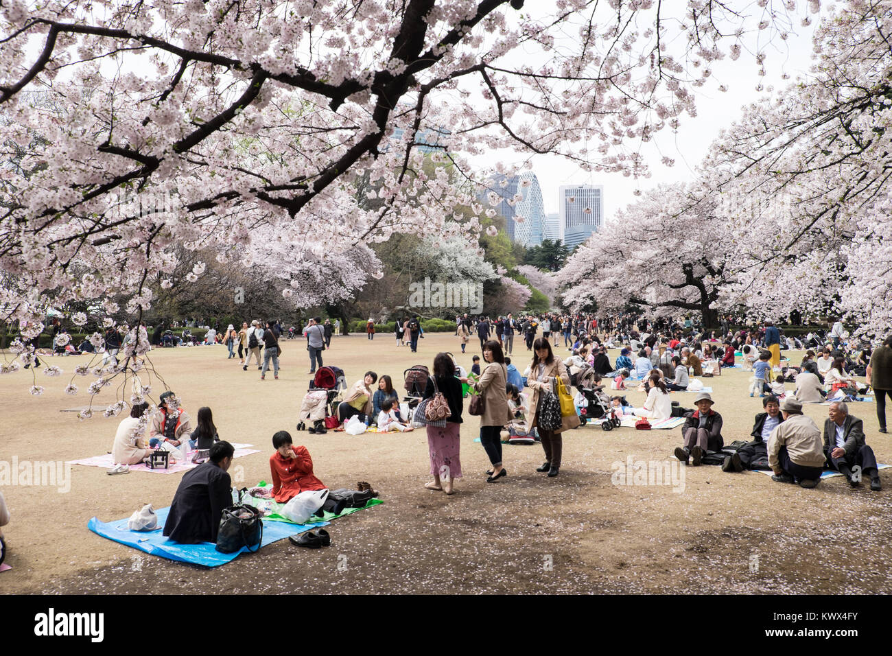 Japan, Tokio: traditionelle Picknick die Kirschbäume blühen und die Ankunft des Frühlings hier in der Shinjuku Park zu feiern. Stockfoto