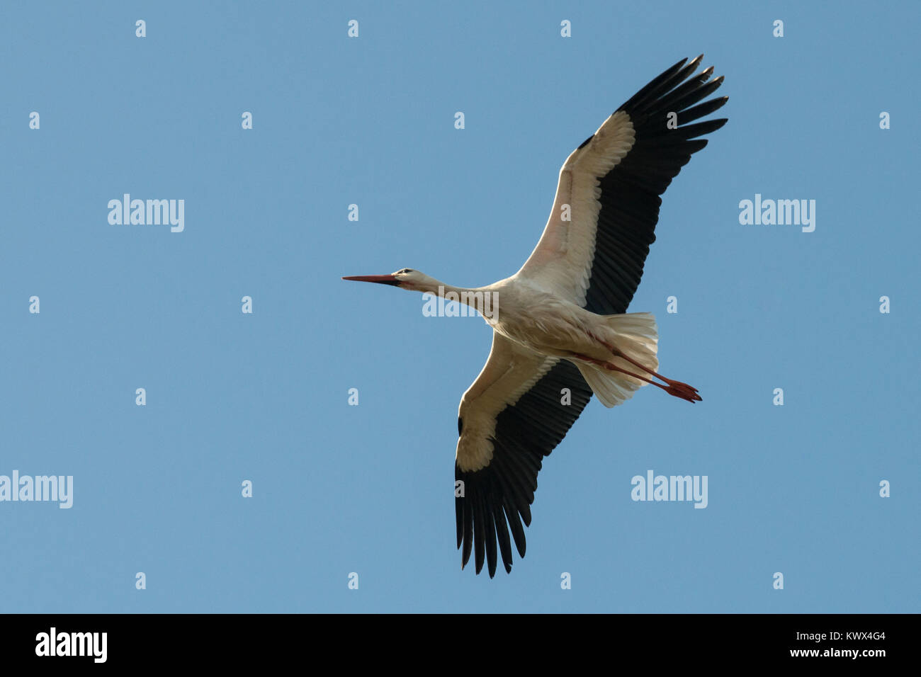 Im Flug Storch im Naturschutzgebiet im Marais Vernier (Normandie, Frankreich), in der regionale Naturpark der "Boucles de la Seine Keine Stockfoto
