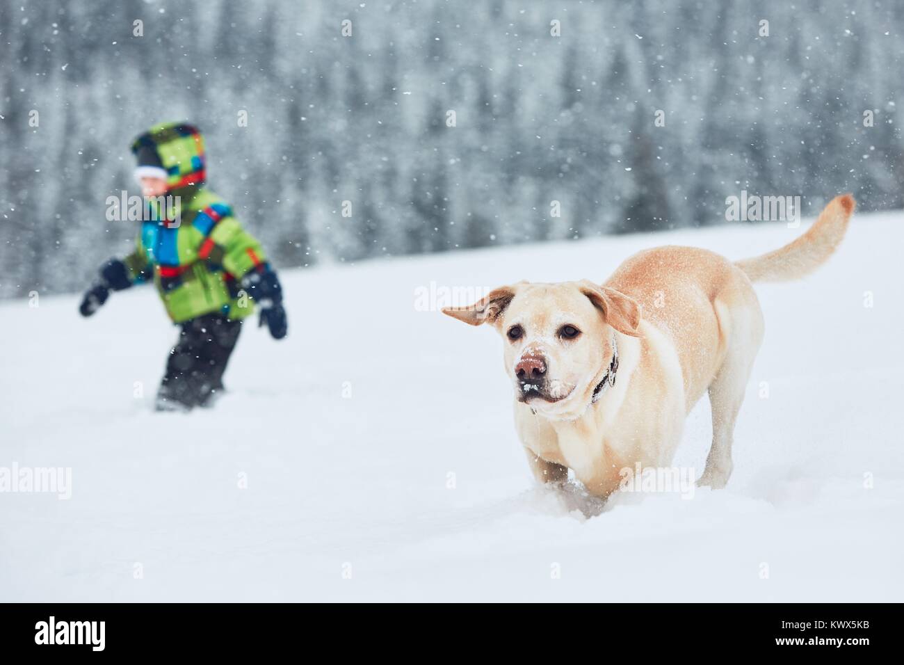 Winter mit Hund in der Natur. Kleinen Jungen spielen mit gelben Labrador Retriever im Schnee. Stockfoto