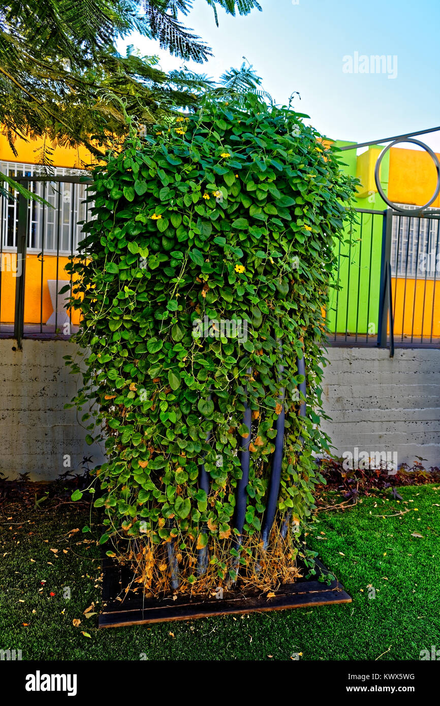 Eine Kletterwand, Bush, dass wächst aus Verfallenen unten zu einem florierenden Top Stockfoto