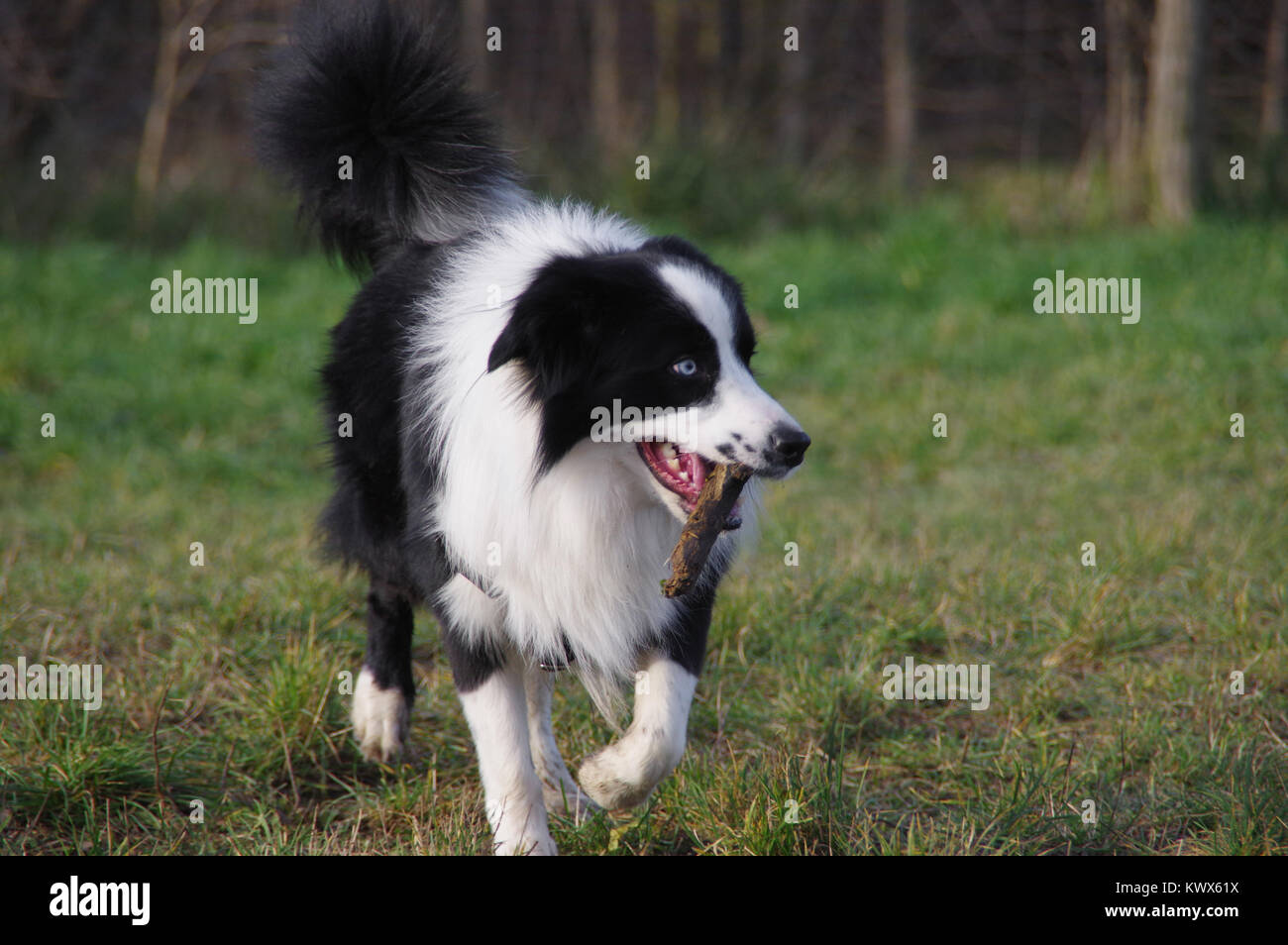 Hund spielt mit Stick auf Gras. Spaß und Freude an der Border Collie mit Stick auf der Wiese. Stockfoto