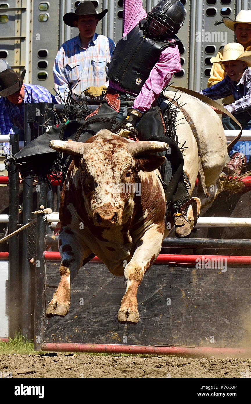 Eine vertikale Bild eines Rodeo Ruckeln Bull aus der Rutsche Tor mit seiner Bulle Reiter in der guten Position bei einem Rodeo in ländlichen Alberta Kanada springen Stockfoto