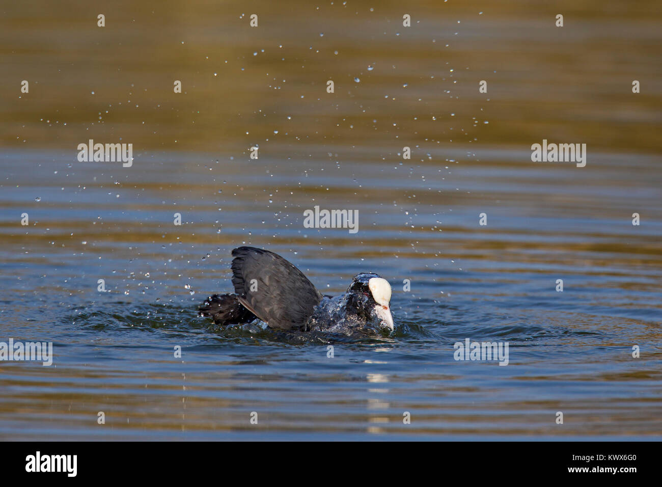 Eurasischen Blässhuhn (Fulica atra) Baden in den Teich zu reinigen Federn Stockfoto