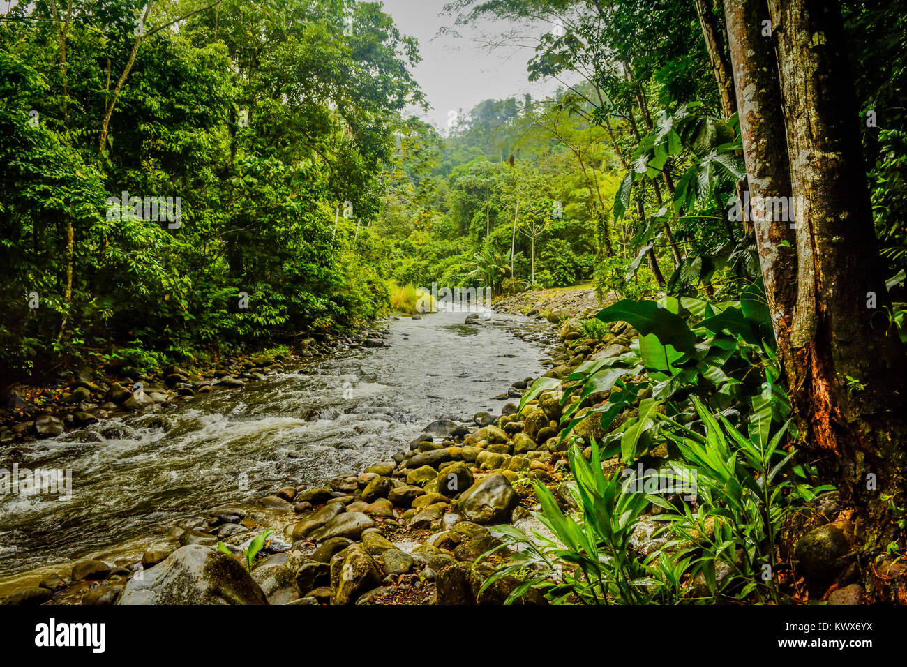 Regenwald in Costa Rica Stockfoto