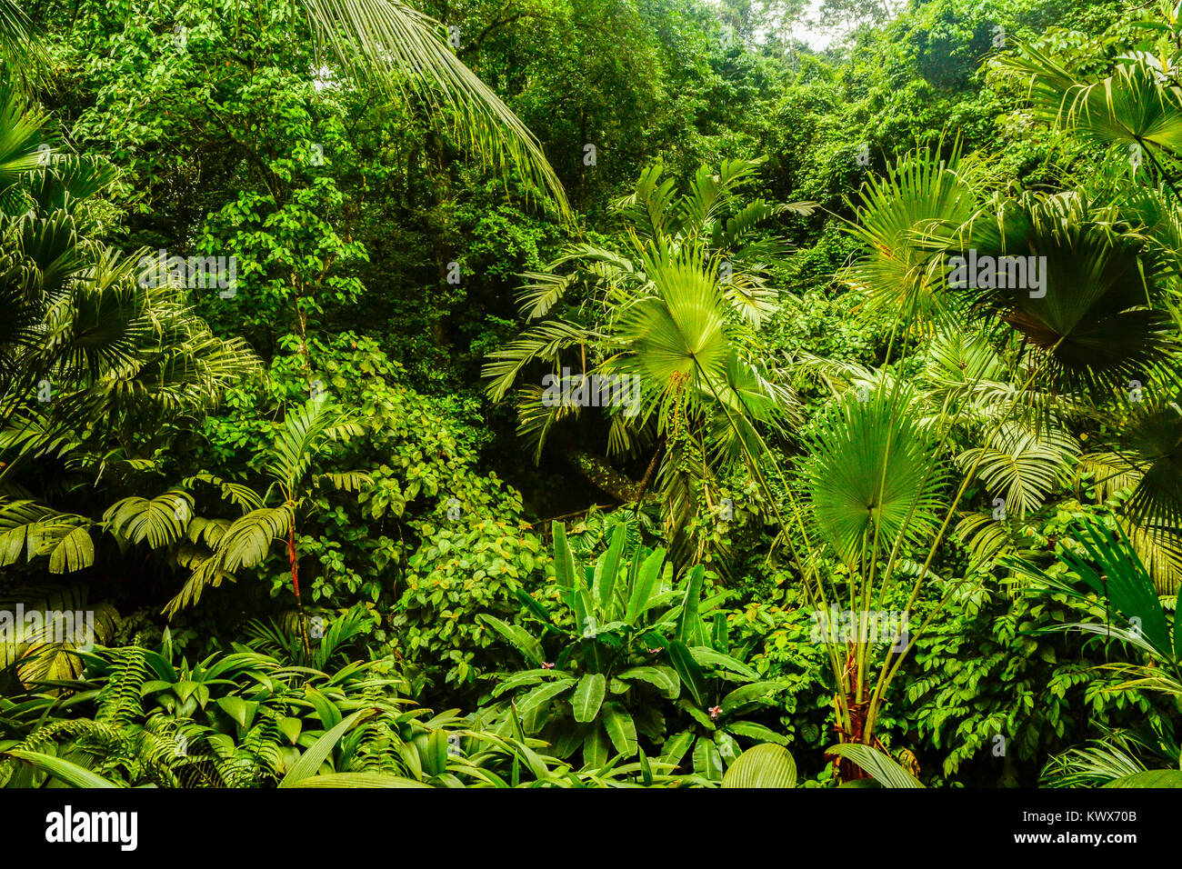 Regenwald in Costa Rica Stockfoto