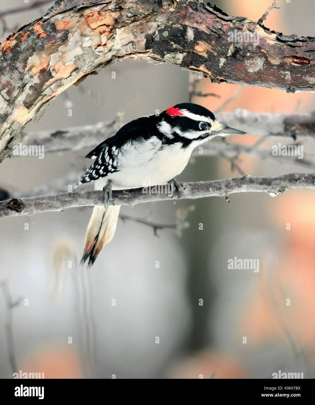 Männlicher Spechte, der auf einem verschneiten Zweig thront, zeigt schwarz-weißes Gefieder mit einem roten Kronenfleck, wachsam und bereit in einer winterlichen Waldszene. Stockfoto