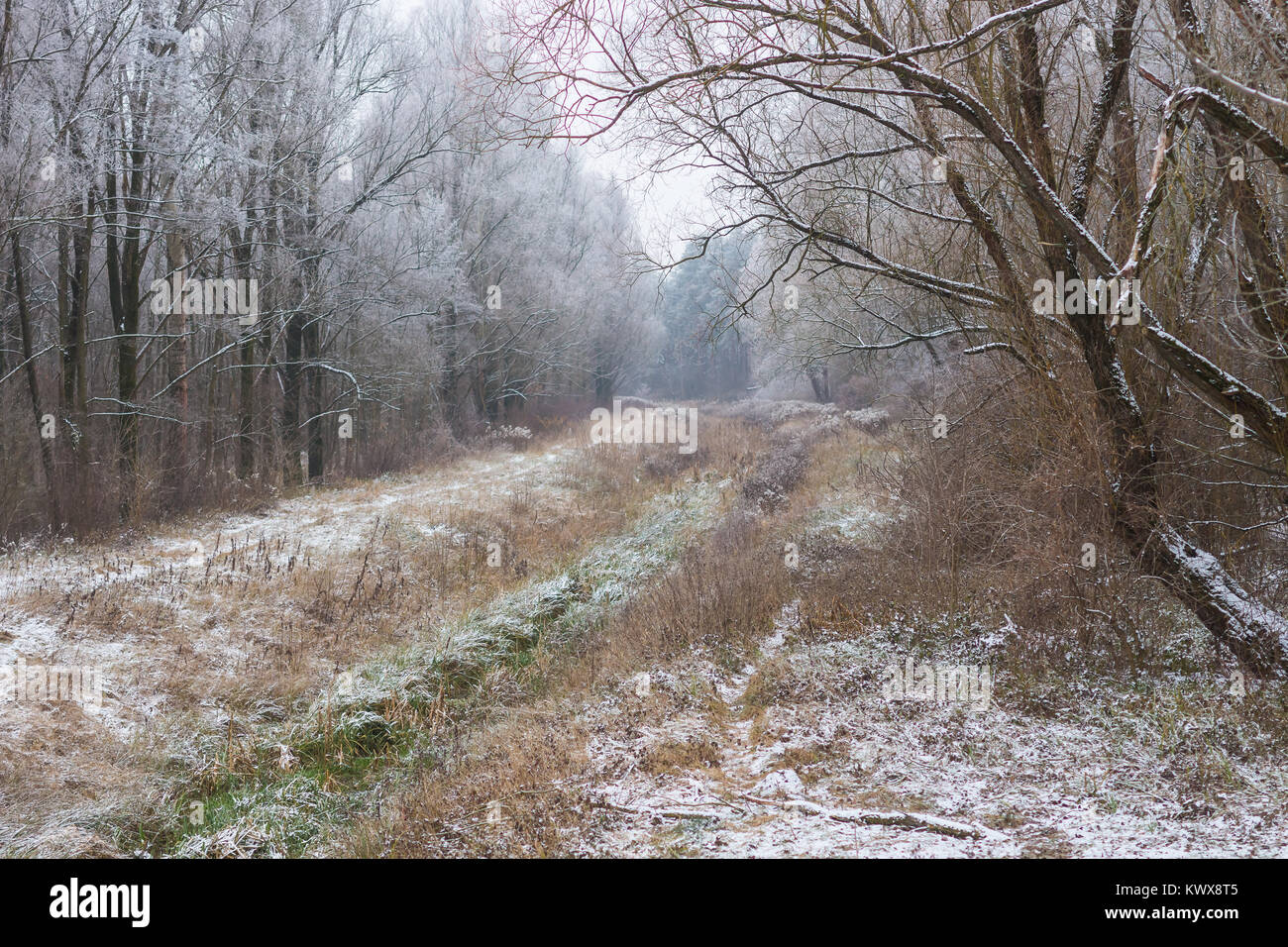 Winter frostige Wald mit trockenen Kanal. (Nice Christmas Card Christmas Card Stockfoto