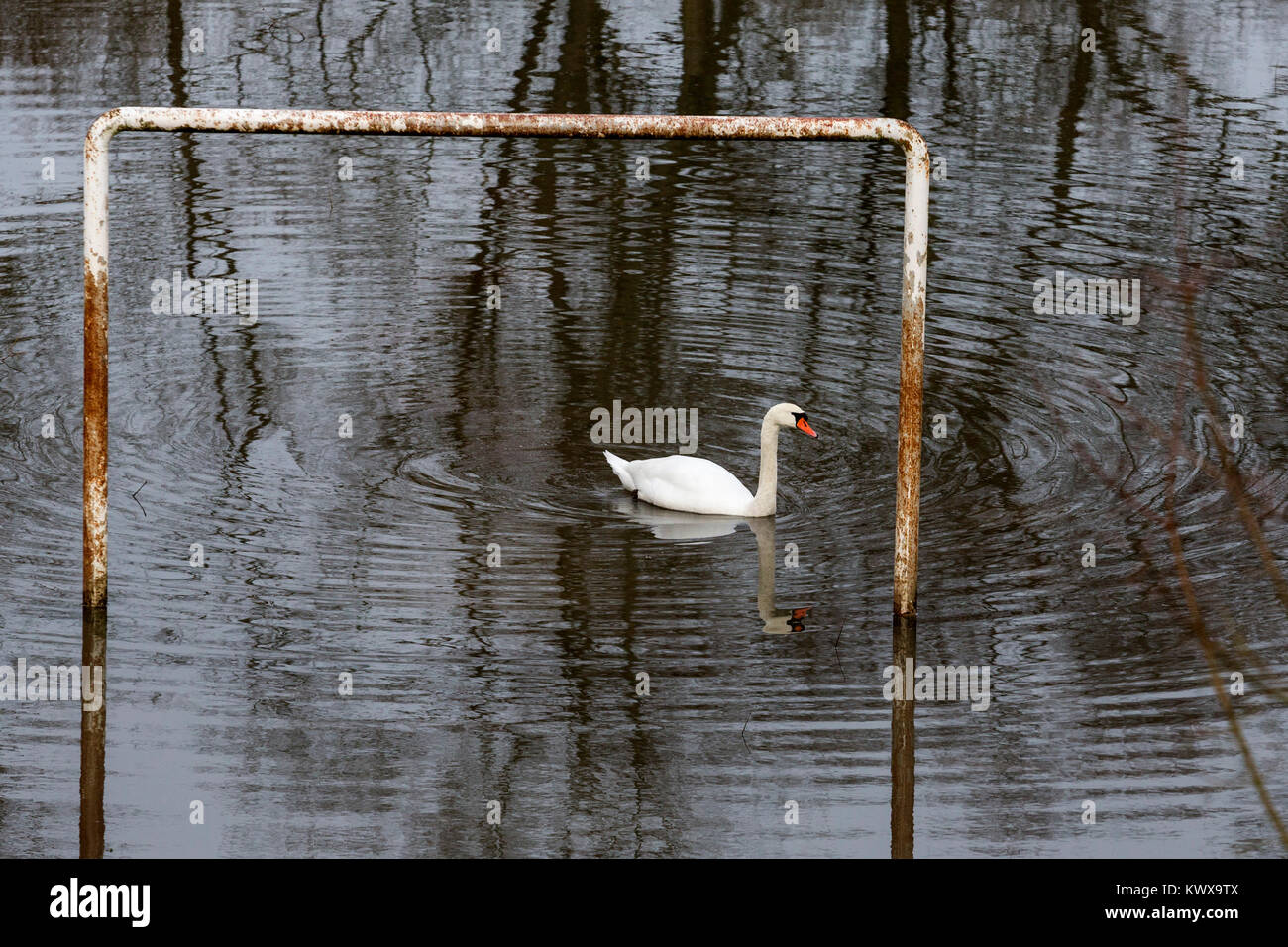 Höckerschwan (Cygnus olor) auf einem überfluteten Fußballplatz, Mülheim an der Ruhr, Deutschland Stockfoto