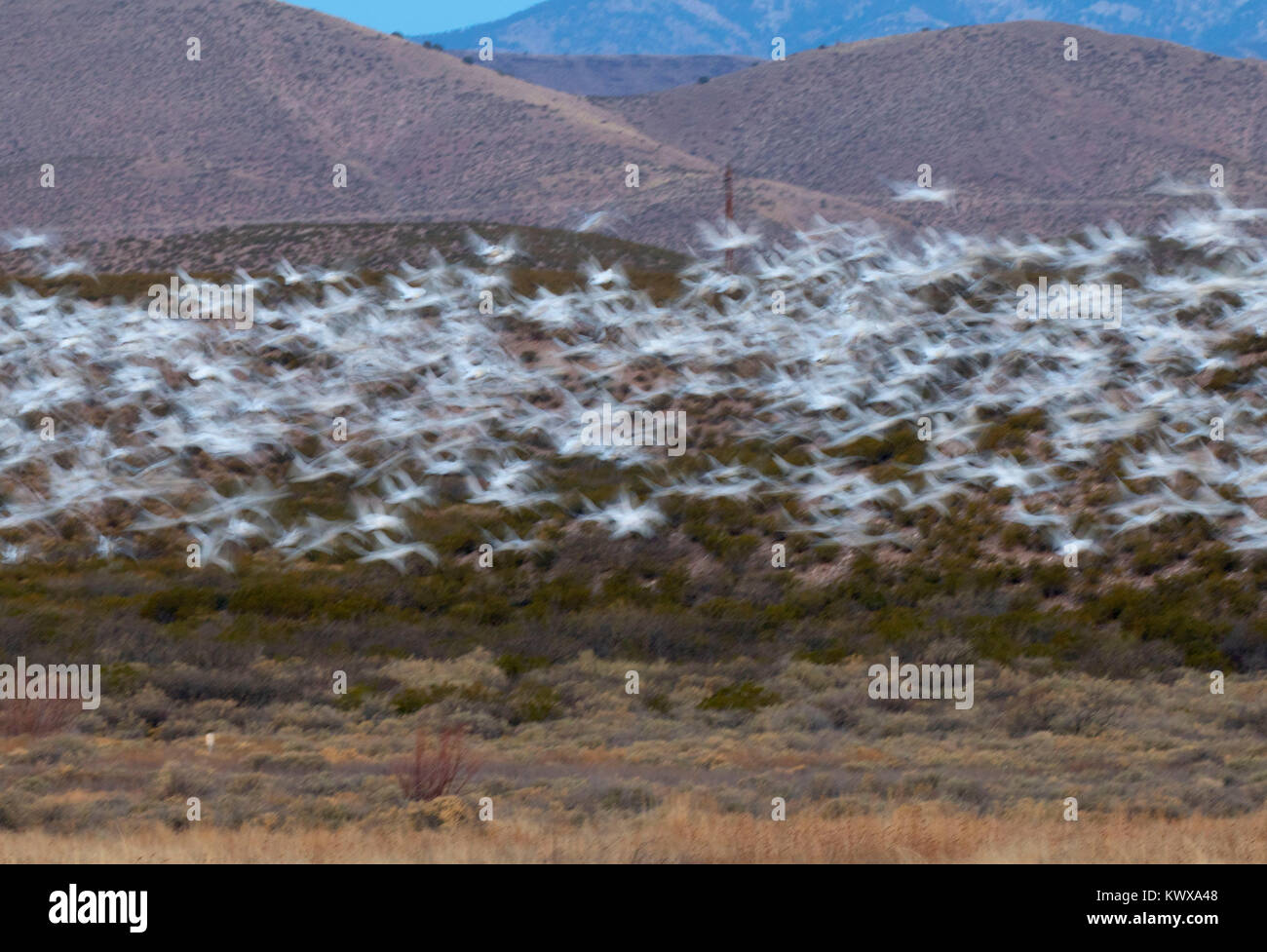 Schnee Gänse Flug Blur, Bosque Del Apache National Wildlife Refuge, New Mexico Stockfoto