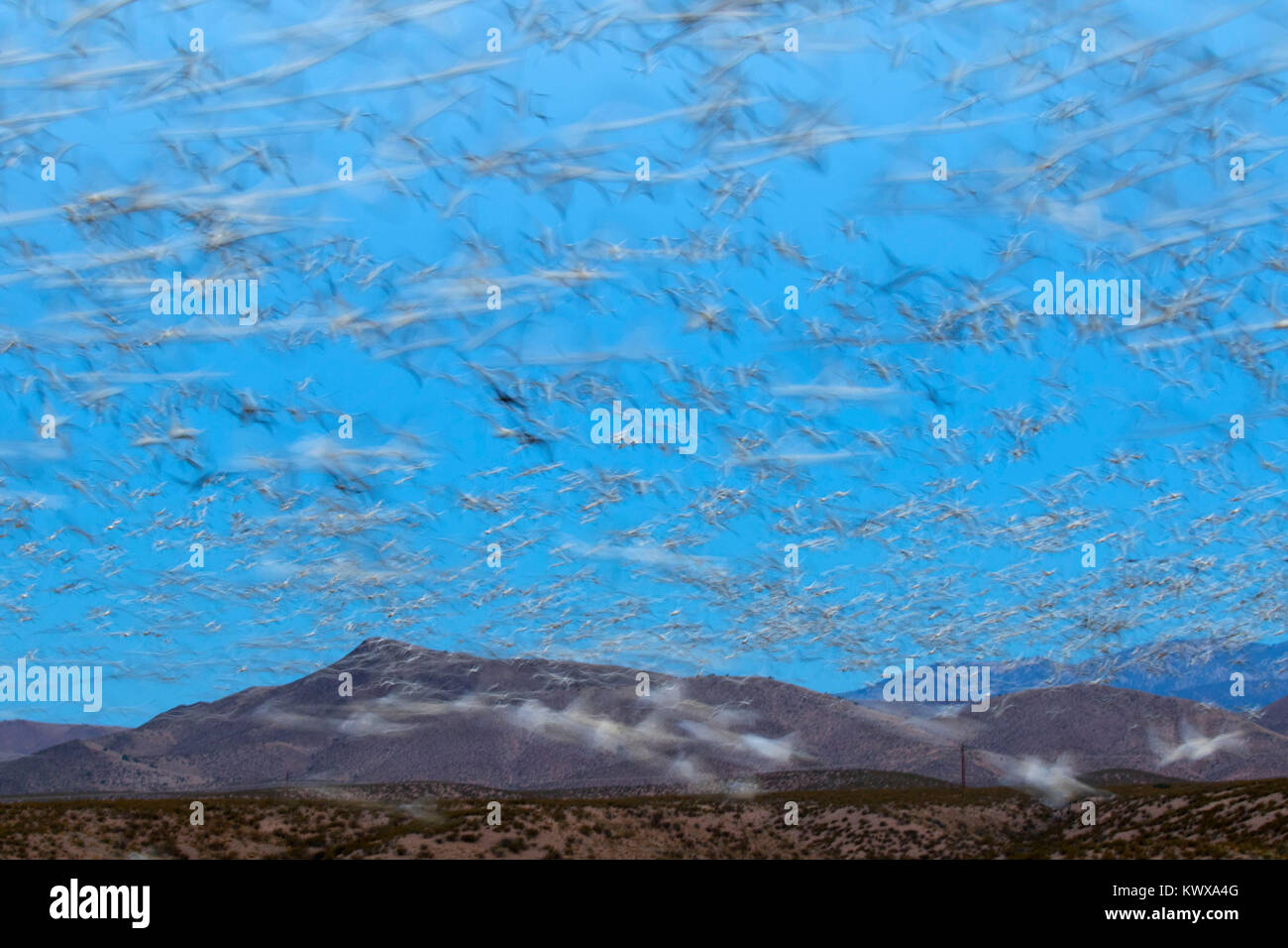 Schnee Gänse Flug Blur, Bosque Del Apache National Wildlife Refuge, New Mexico Stockfoto