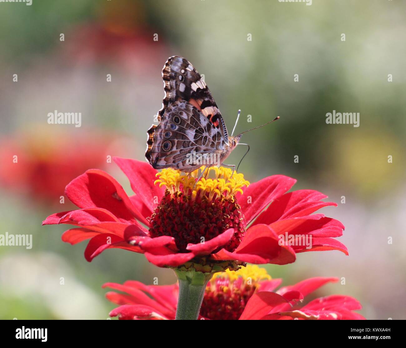 Eine schöne Painted Lady ruht und das Sammeln von Nektar auf einem roten Zinnia Stockfoto