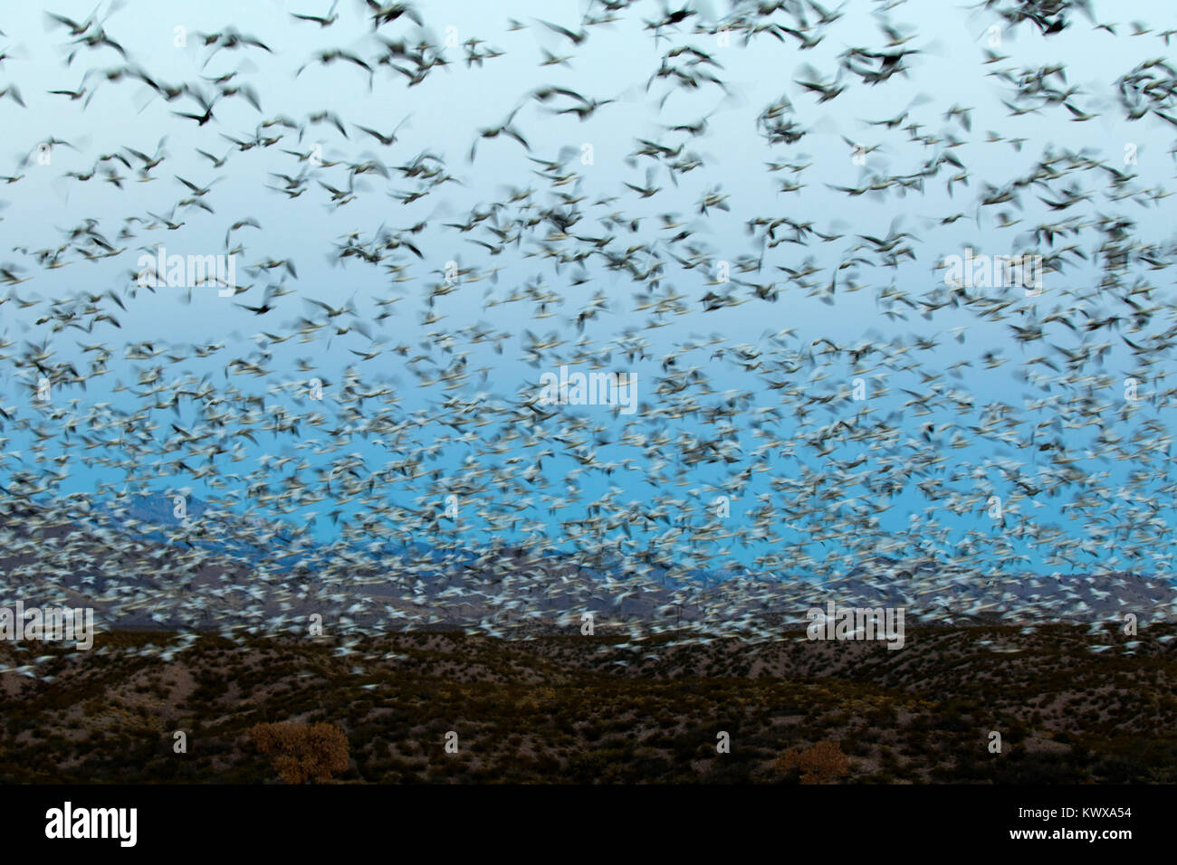 Schnee Gänse Flug Blur, Bosque Del Apache National Wildlife Refuge, New Mexico Stockfoto