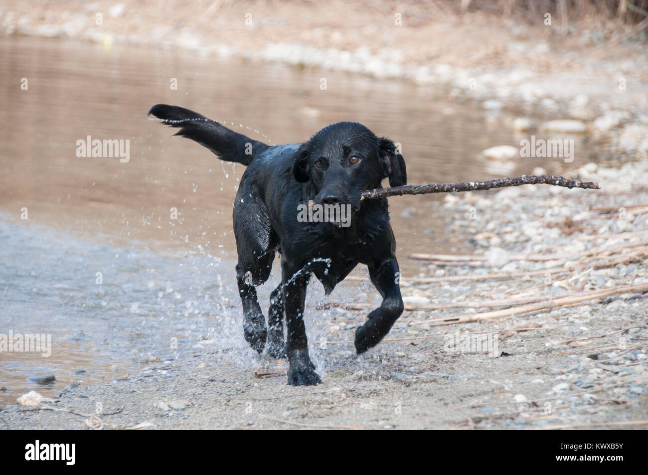 Labrador Abrufen einer Stick von Wasser Stockfoto