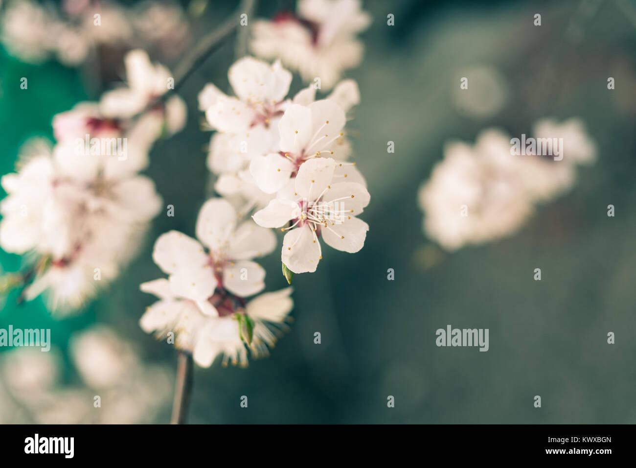 Eingefärbte Cherry Blossom Flowers closeup Stockfoto