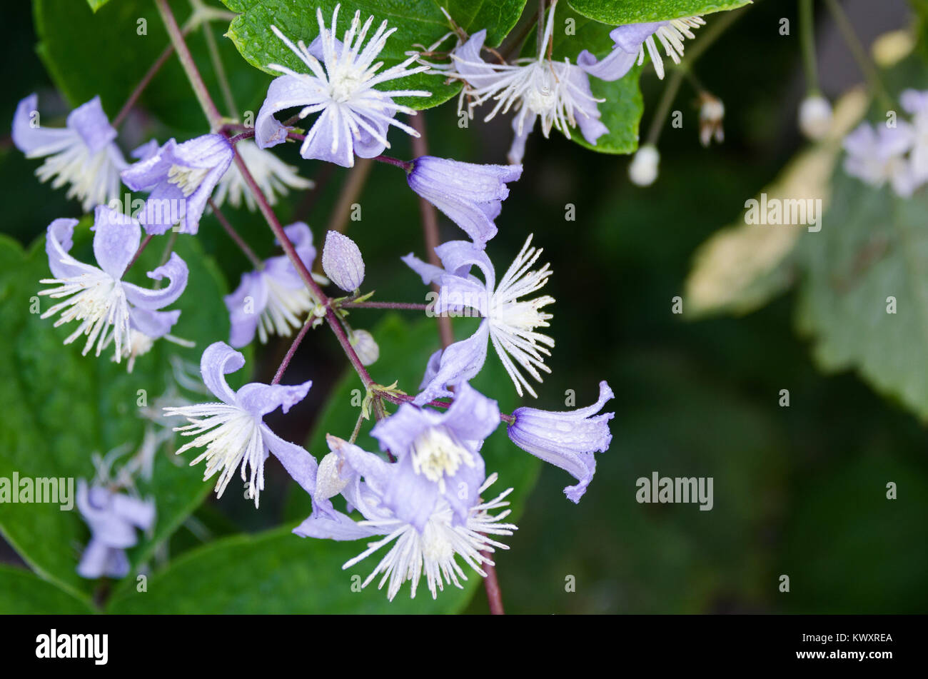 Clematis heracleifolia in voller Blüte, Bar Harbor, Maine Stockfoto