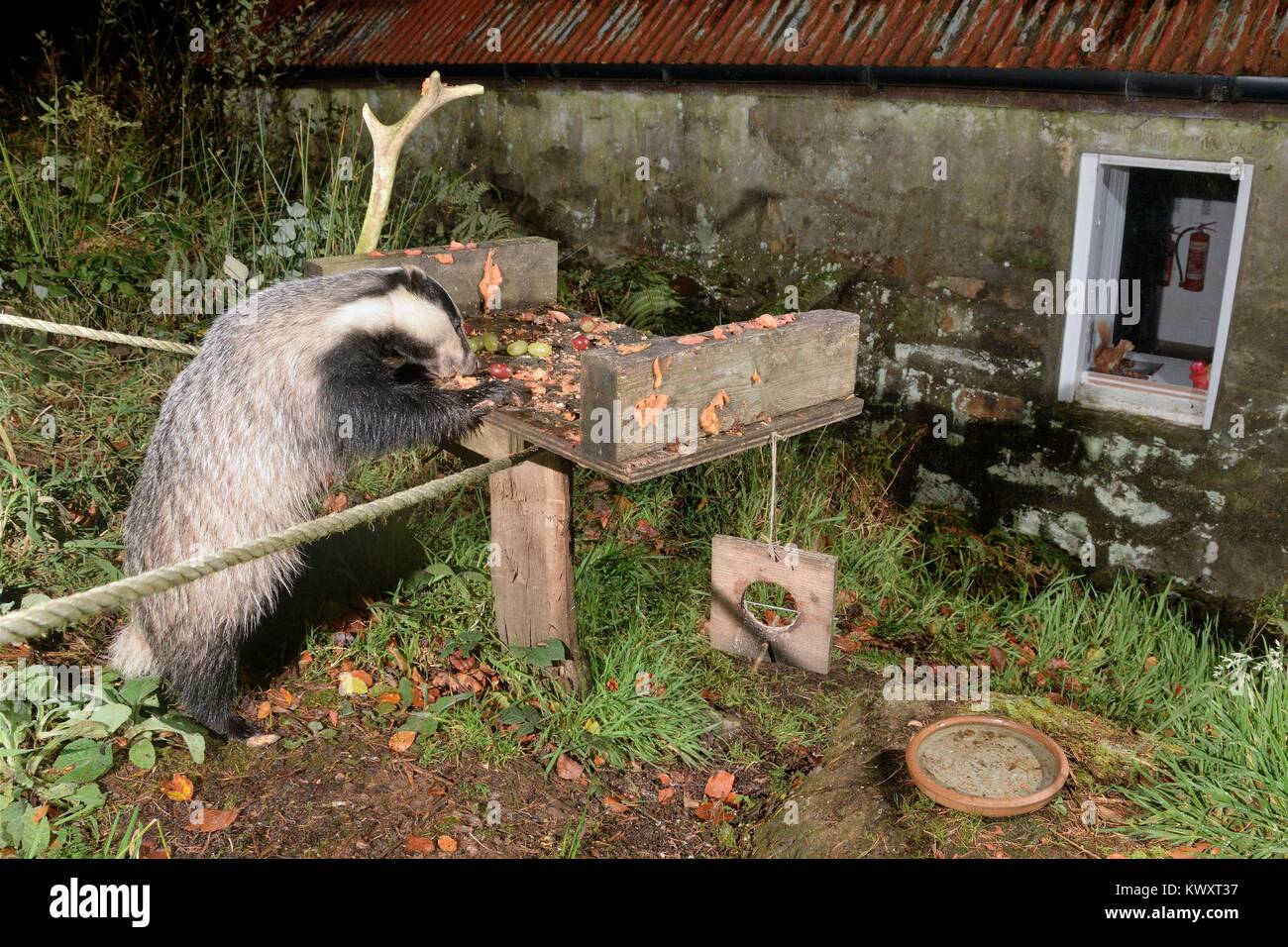 Europäischen Dachs (Meles meles) steht auf Zehenspitzen auf Peanut Butter und Obst auf einem Vogel Tabelle an einem ECOTOURISM Centre, Knapdale, Schottland, Großbritannien zu füttern. Stockfoto